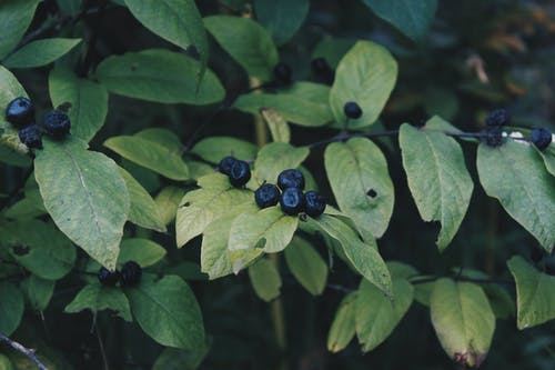 Dale Crow